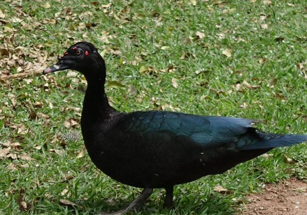 Sao Carlos